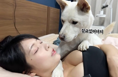 주인이 침대에서 자꾸 떨어지자 충성스런 진돗개의 똑똑한 행동